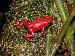 Dendrobates pumilio