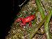 Dendrobates pumilio