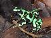 Dendrobates Auratus - Goldbaumsteiger