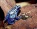 Dendrobates azureus