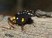 Dendrobates castaneoticus