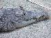 Crocodylus intermedius Crocodylus intermedius