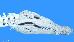 Crocodylus acutus Crocodylus acutus