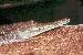 Crocodylus johnsoni Crocodylus johnsoni