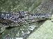 Tomistoma schlegelii Tomistoma schlegelii