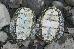 Graptemys ouachitensis ouachitensis