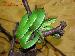 Trimeresurus albolabris Thailand