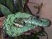 Trimeresurus trigonocephalus