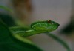 Trimeresurus popeiorum