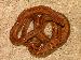 Pantherophis obsoletus rossalleni