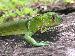 Iguana iguana Iguana iguana