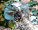 Corytophanes cristatus - Helmleguan Corytophanes cristatus - Helmleguan