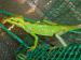 Kronenbasilisk Laemanctus longipes Kronenbasilisk Laemanctus longipes