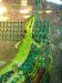 Kronenbasilisk Laemanctus longipes Kronenbasilisk Laemanctus longipes