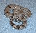 Boa Constrictor Longicauda