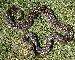 Boa Constrictor Occidentalis