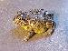 Pyxicephalus edulis Pyxicephalus edulis