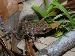 Syrrhophus marnockii
