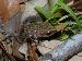 Syrrhophus marnockii Syrrhophus marnockii