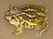 Scaphiopus holbrookii Scaphiopus holbrookii