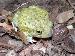Scaphiopus couchii Scaphiopus couchii