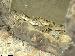 Bogertophis subocularis Bogertophis subocularis