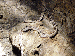 Bogertophis subocularis-4 Bogertophis subocularis-4