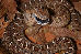 Dasypeltis scabra