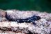 Ambystoma laterale