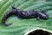 Ambystoma texanum Ambystoma texanum