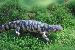 Ambystoma tigrinum Ambystoma tigrinum