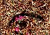 Ambystoma tigrinum tigrinum Ambystoma tigrinum tigrinum