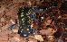 Ambystoma maculatum Ambystoma maculatum
