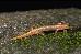 Desmognathus aeneus Desmognathus aeneus