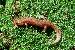 Desmognathus monticola Desmognathus monticola