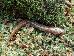 Desmognathus ochrophaeus Desmognathus ochrophaeus