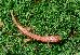 Desmognathus ochrophaeus Desmognathus ochrophaeus