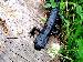 Salamandra atra atra Salamandra atra atra
