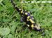 Salamandra corsica