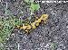 Salamandra s. gigliolii Salamandra s. gigliolii