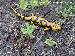 Salamandra s. gigliolii