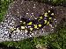 Salamandra salamandra salamandra Salamandra salamandra salamandra