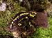 Salamandra salamandra terrestris Salamandra salamandra terrestris