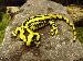 Salamandra salamandra terrestris Salamandra salamandra terrestris