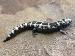Ambystoma opacum Ambystoma opacum