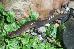 Desmognathus brimleyorum Desmognathus brimleyorum