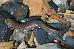 Desmognathus brimleyorum Desmognathus brimleyorum