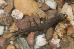 Desmognathus brimleyorum Desmognathus brimleyorum