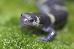 Ambystoma annulatum