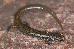 Hemidactylium scutatum